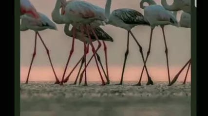 New BatchSave - Instasave for instagram