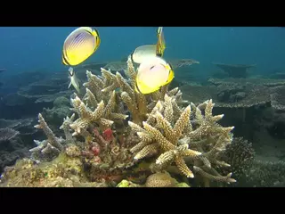 SeaLife | Introducing the Micro 2.0 [Version 1]