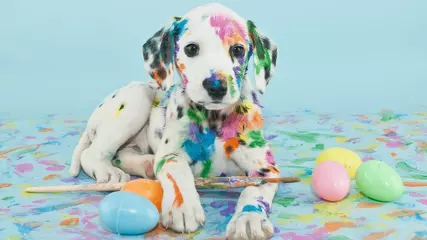 Cute Dogs & Cats Jigsaw Puzzles for kids and toddlers