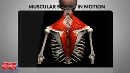 Muscle&Motion Musculoskeletal Chapters