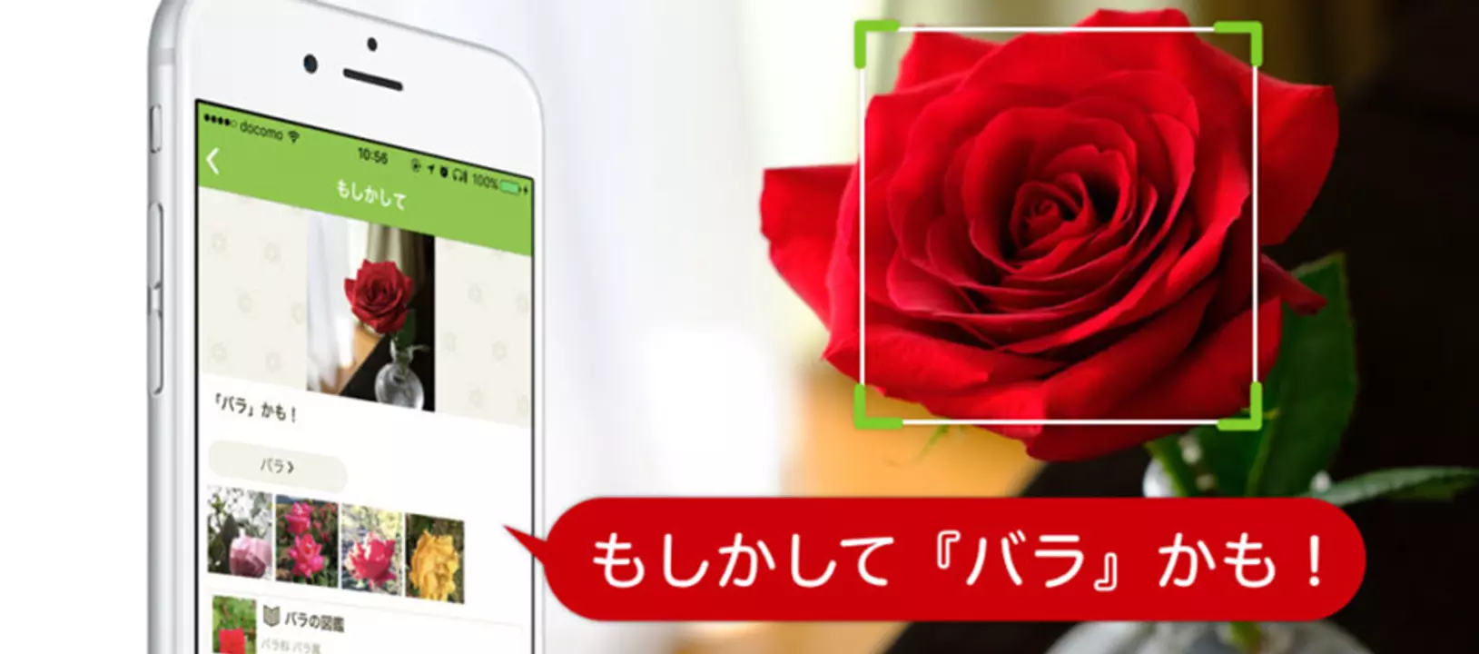 無料植物図鑑おすすめアプリTOP10