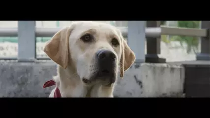 [다들어줄개] 올겨울 다섯 마리 댕댕이들의 미션이 시작된다!