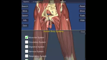 3D Human Anatomy Demo