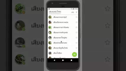 เสียงนกต่อ ไก่ต่อ