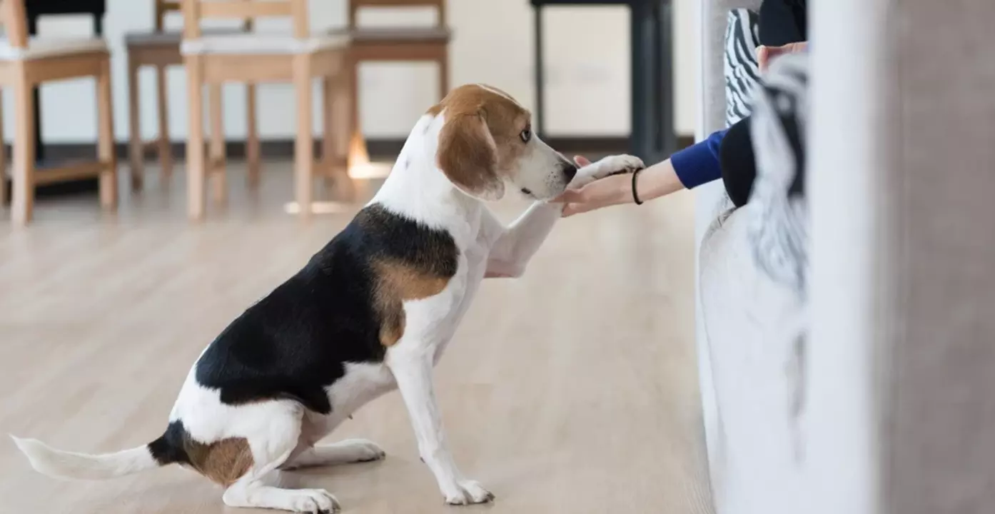 Top 10 Dog Training Apps For Pet Parents