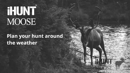 iHunt Moose Android