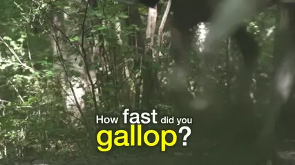 HorseGlobe 2019 (English)