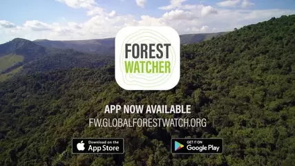 Forest Watcher App Helps Rangers Detect Illegal Logging