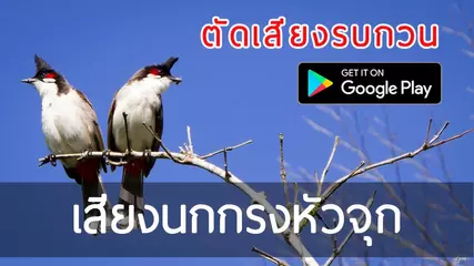 เสียงนกกรงหัวจุก ตัดเสียงรบกวน