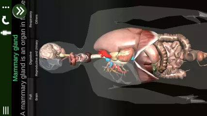 Organs 3D (Anatomy) v2 for Android. "EN"