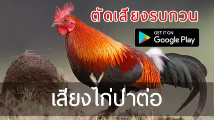 เสียงไก่ต่อขัน ตัดเสียงรบกวน ชัดแน่นแน100%