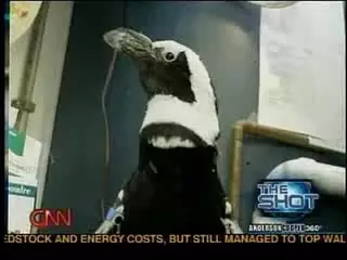 Pierre the Penguin on CNN | California Academy of Sciences