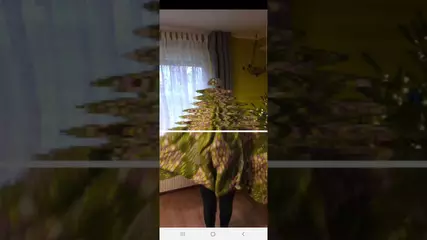 TIME WARP SCAN - The trending TikTok filter effect as android app