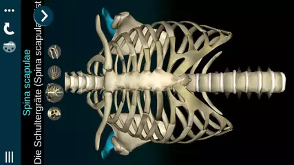 Osseous System 3D (Anatomie) für Android. "DE"