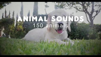 Animal sounds