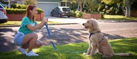Top 10 Dog Sitter Finder Apps