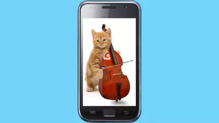 Funny cats. Dancing and playing. Funny and cute
