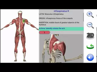 Visual Anatomy App Demo (Muscle in Action)